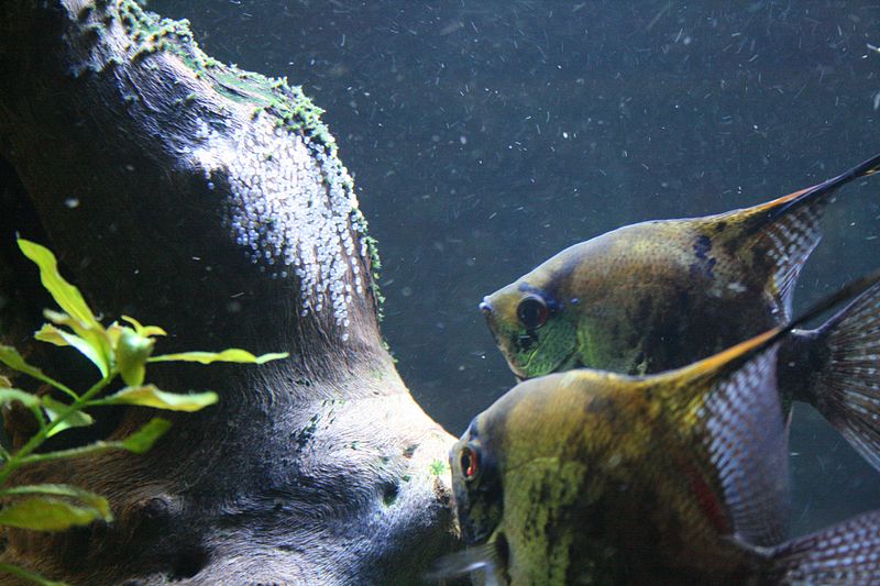 File:Angelfish breeding.jpg