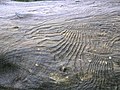 Bark beetle gallery engraving the sapwood