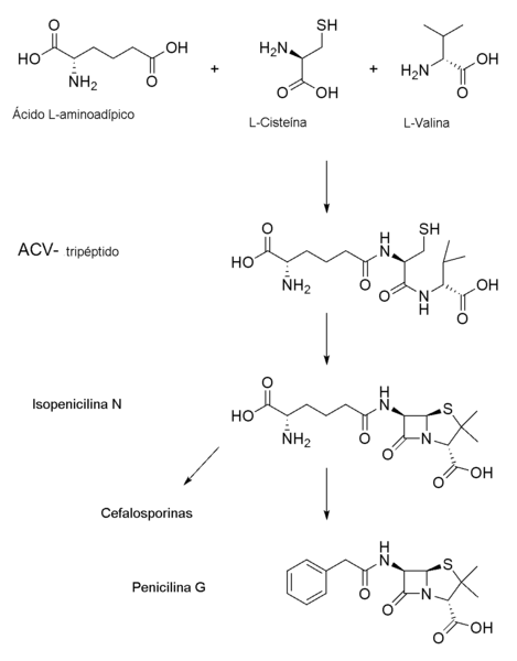 Archivo:Biosíntesis penicilina.PNG