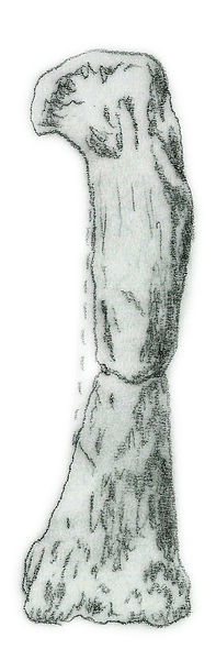 File:Camelotia borealis femur.jpg