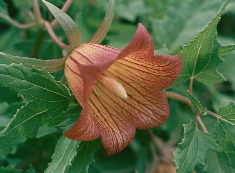 Файл:Canarina canariensis Tenerife (02).jpg