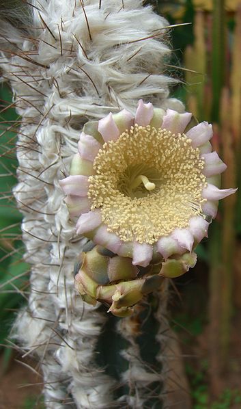 Archivo:Cereus senilis (1).jpg