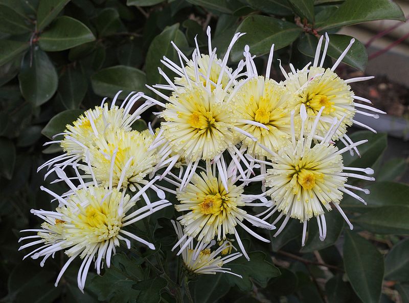 File:Chrysanthemum 'Vesuvius'.jpg