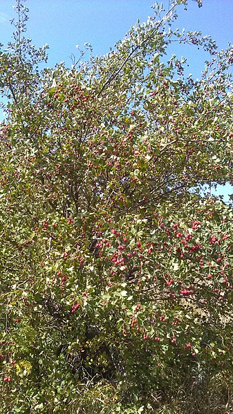 Файл:Crataegus dipyrena 50149721.jpg