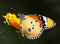 斑蝶亞科的金斑蝶 Danaus chrysippus