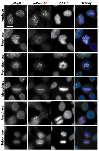 File:Endogenous hMad1.png