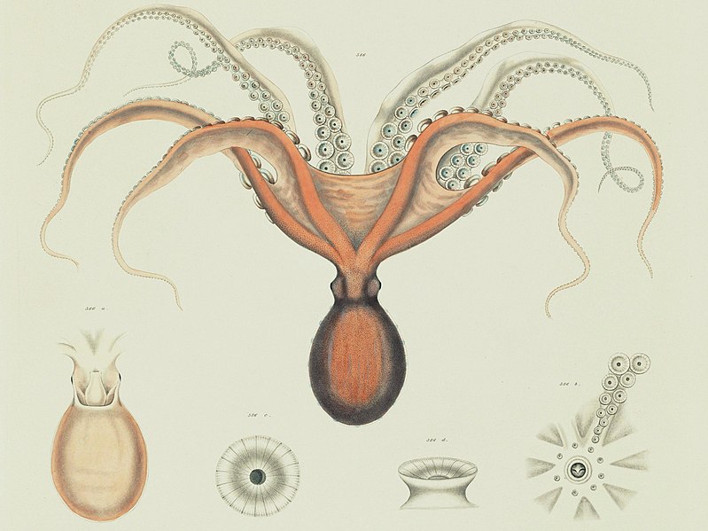 File:Enteroctopus megalocyathus.jpg