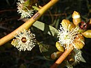 Snap and rattle blossoms