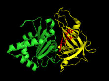 FNR crystal structure.