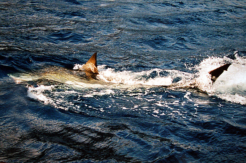 File:Great white shark 1001.jpg