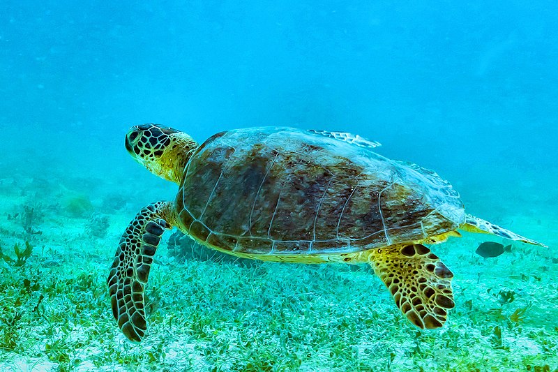 File:Green Sea Turtle swimming.jpg