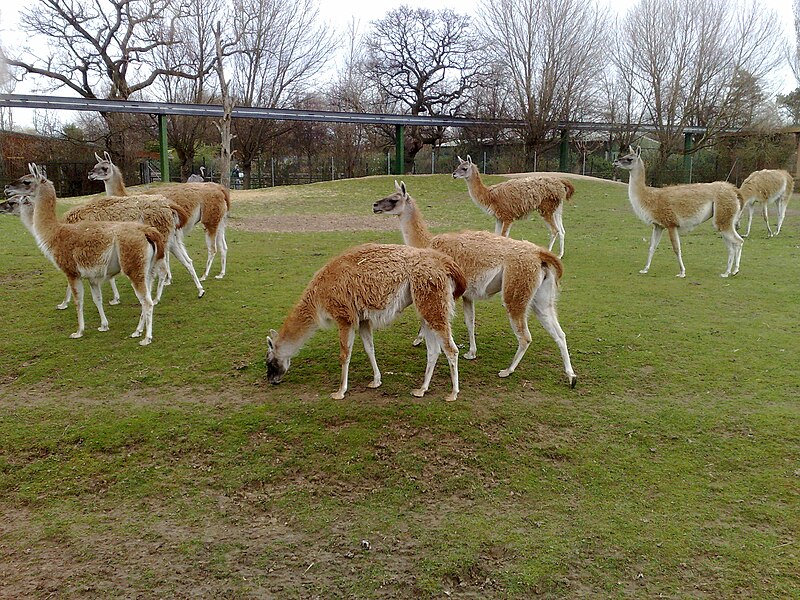 File:Herd of guanacos.jpg