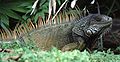 A green iguana (Iguana iguana)