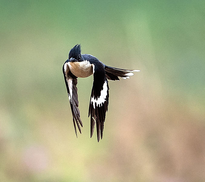 File:Jacobin Cuckoo (14964504996).jpg