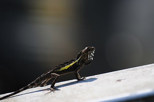 Male D. swinhonis with its characteristic yellow stripe