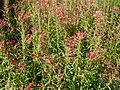 Lobelia laxiflora