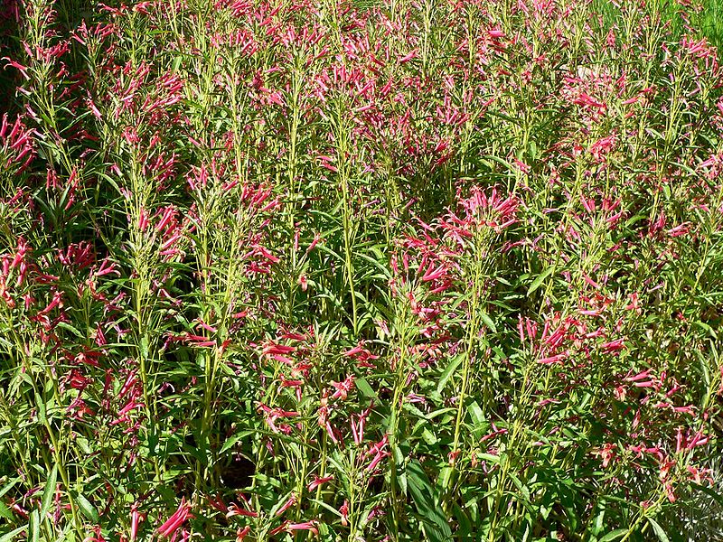 File:Lobelia laxiflora mass.jpg