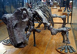 Skeleton of a four footed animal on display at a museum. The skull is facing you and the legs are in a sprawling stance with toes spread widely apart.