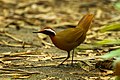 Malaysian rail-babbler