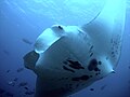 The manta, a filter feeder, is the largest ray at up to 7.6 m across, yet can breach clear of the water.