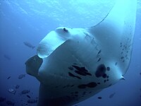 The giant manta ray, largest ray in the world, has been targeted by fisheries and is now vulnerable.[253]