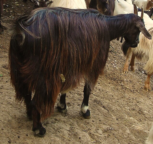 File:Messinese Goat.JPG