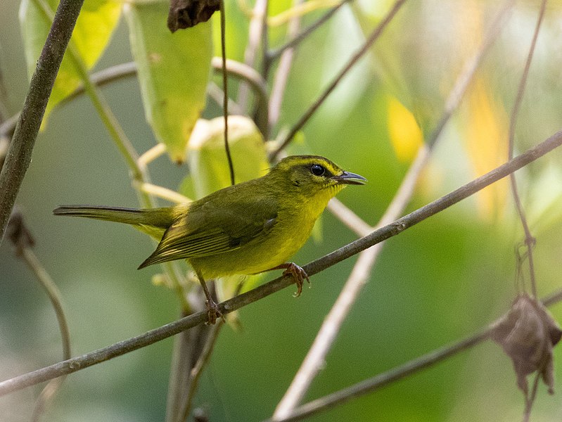 Archivo:Myiothlypis chrysogaster 107354039 (cropped).jpg