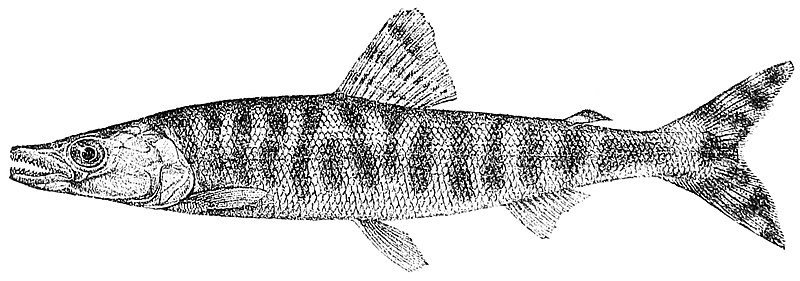 File:Paraphago rostratus.jpg