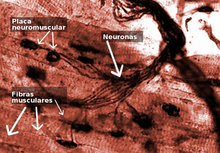 Placa Neuromuscular.png