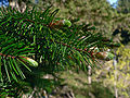 Image 29Pinaceae: needle-like leaves and vegetative buds of Coast Douglas fir (Pseudotsuga menziesii var. menziesii) (from Conifer)