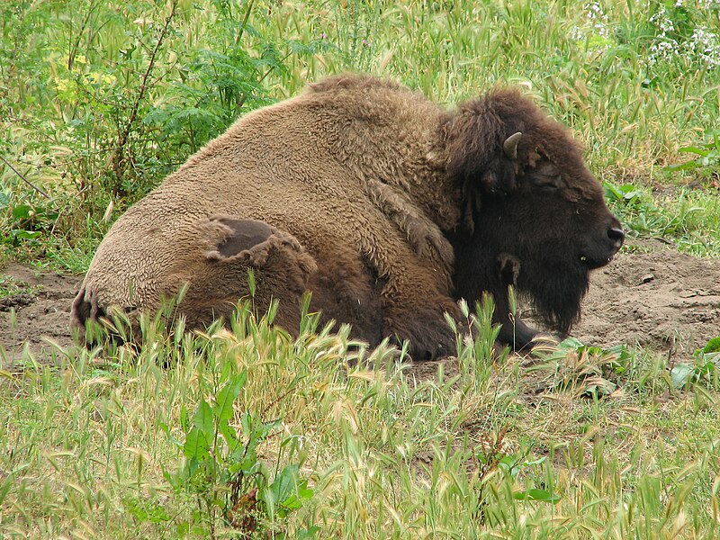 File:San Francisco Bison.jpg