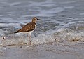 Sandpiper in Thalassery beach