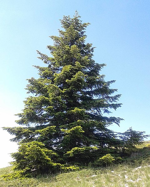 Archivo:Sapin lure.jpg