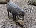 Thumbnail for White-lipped peccary