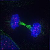 Telophase: Reversal of prophase and prometaphase events.