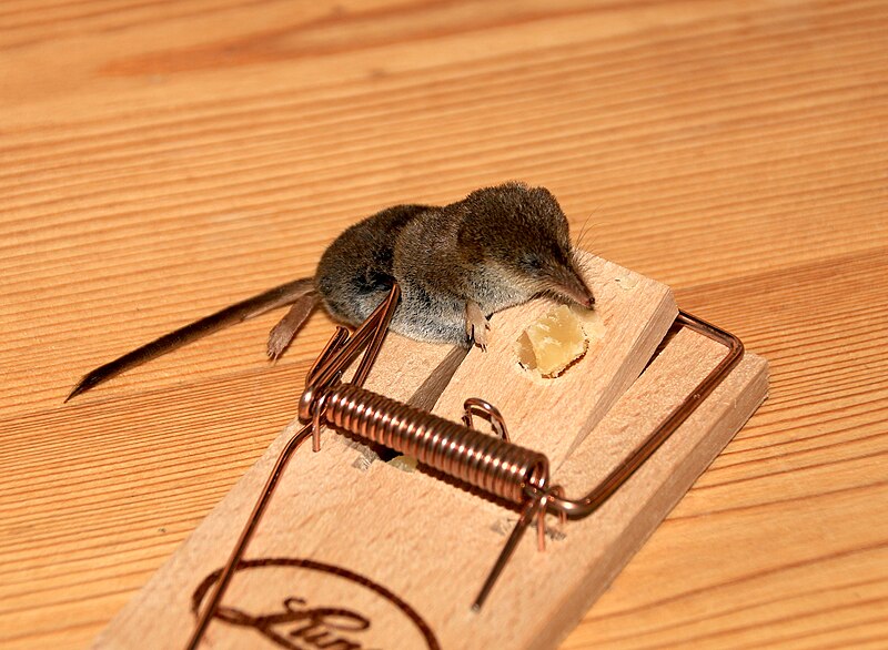 File:Trapped Shrew (2019).jpg