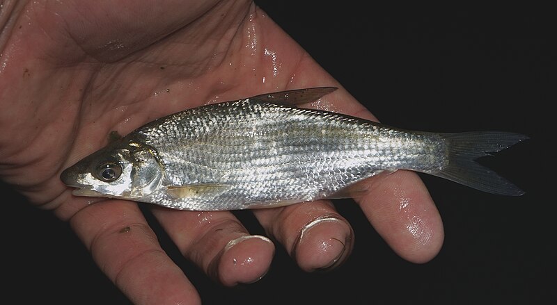 File:Vimba bream.jpg