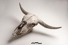 Bovine skull 02-FMVZ USP-20.jpeg