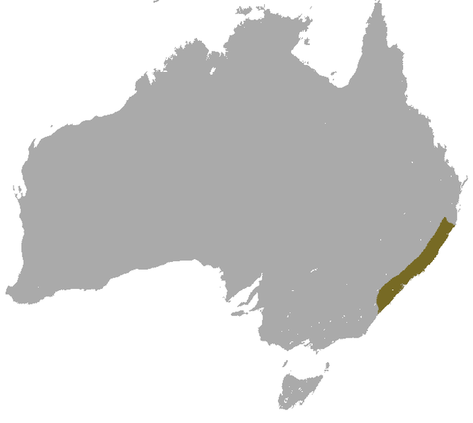 Файл:Brown Antechinus area.png