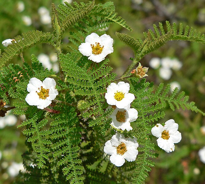 File:Chamaebatia australis 5.jpg