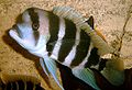 Frontosa cichlid Cyphotilapia frontosa