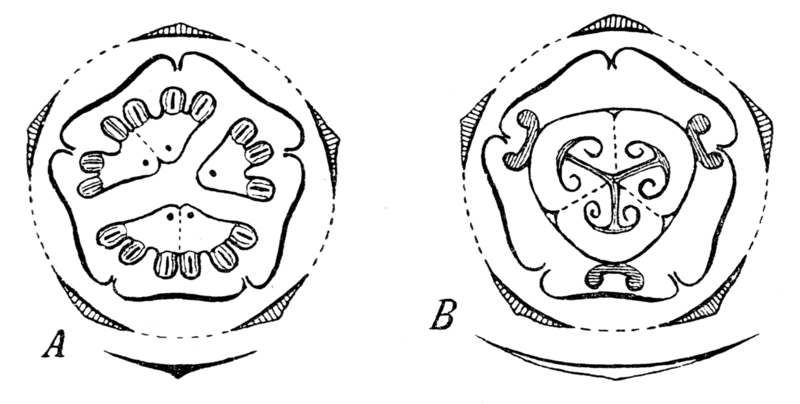 Файл:Ecballium flowerdiagrams.png