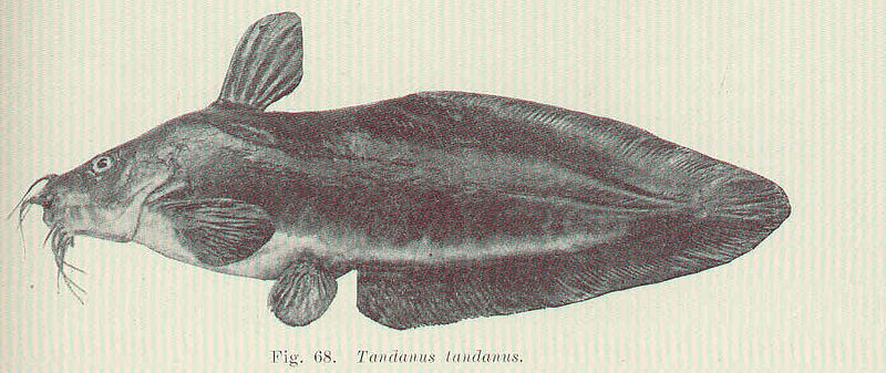 File:FMIB 45579 Tandanus tandanus.jpeg