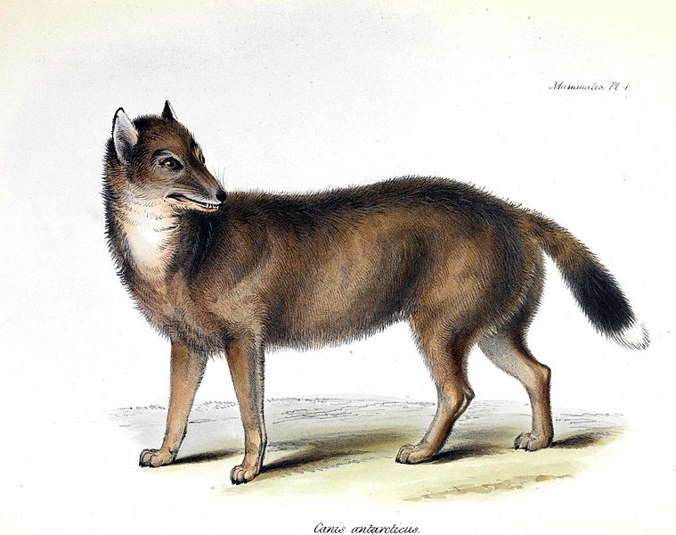 File:Falklandwolf Dusicyon culpaeus.jpg