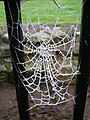 A frozen web at Kilwinning Abbey, Scotland