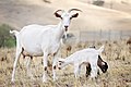 Image 21Goat family with one-week-old kid (from Livestock)