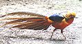 Male hybrid with some traits of Lady Amherst Pheasant .