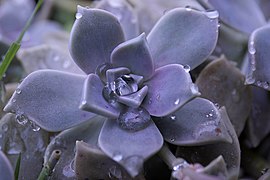 Graptopetalum paraguayense