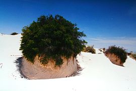 Vegetación del Monument