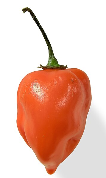 File:Habanero closeup edit2.jpg